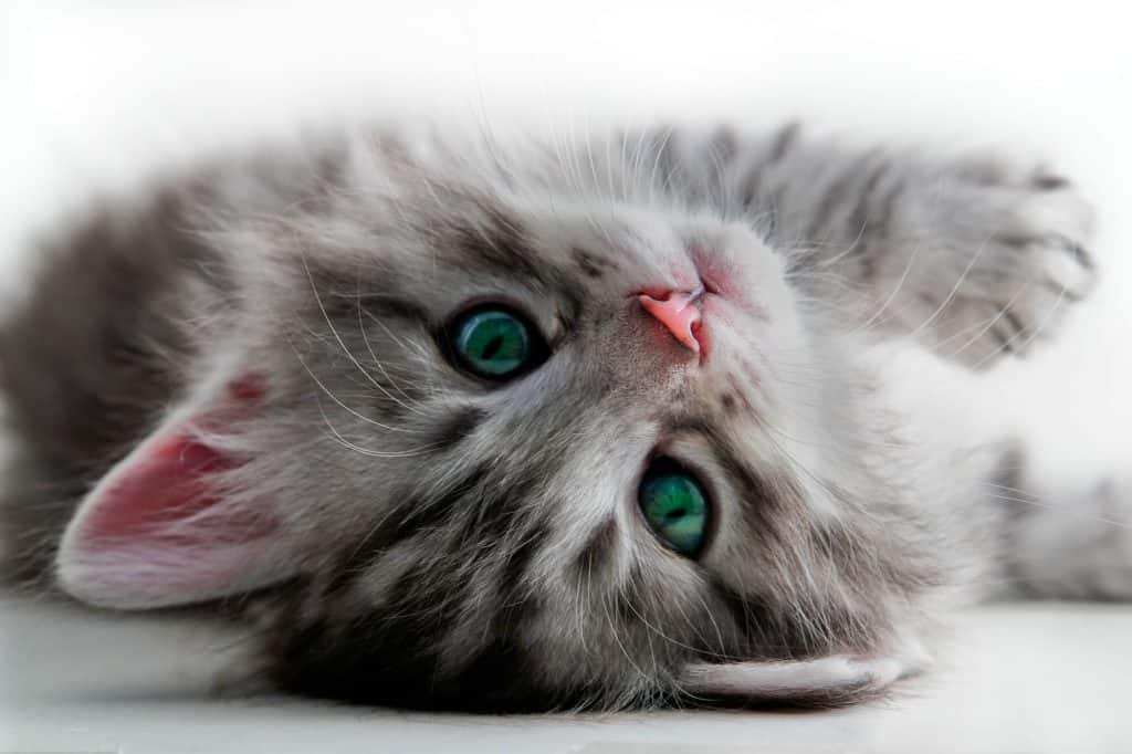 Grey tabby kitten lying on back