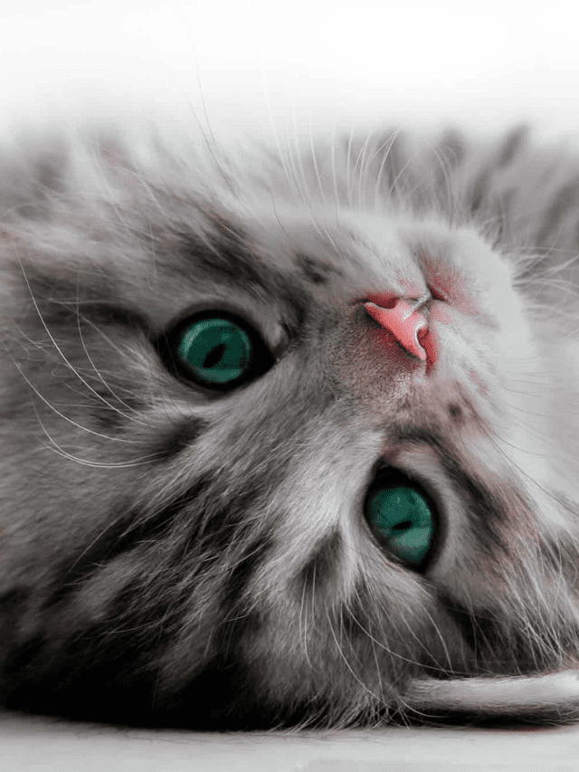 11 Things You Might Want to Buy for Your New Cat Story