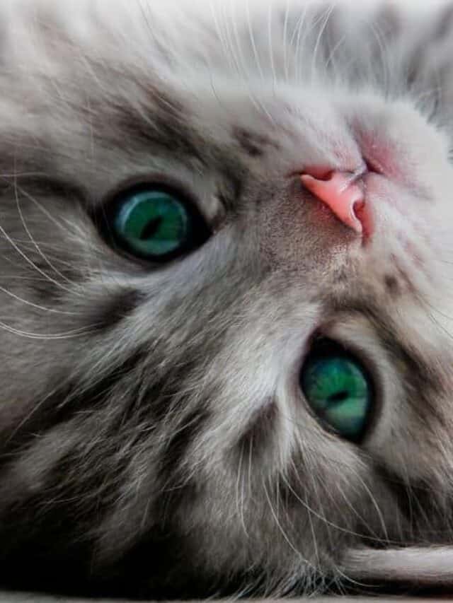 cropped-CAT1.jpg