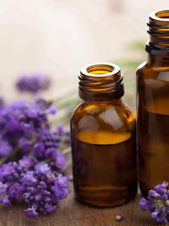 11 Ways to Make Your House Smell Good and Impress Your Guests Story