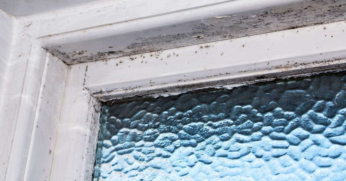 Non toxic solution for removing mold on bottom of window frame? : r/DIY